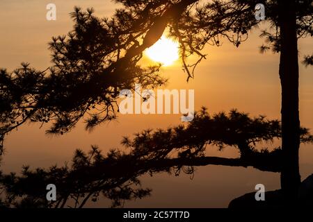 Scène silhouetée de longues branches de pin sur la falaise rocheuse avec ciel de coucher de soleil, Phu Kradueng, Loei, Thaïlande. Banque D'Images