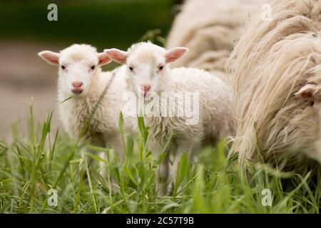 moutons jumeaux mammifère animal jeune lampe de ferme rurale Banque D'Images