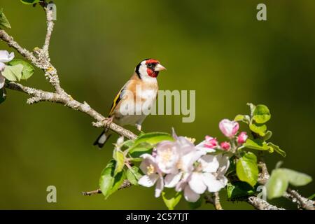 Goldfinch, adulte, portrait, dans un pommier à fleurs, printemps, surrey, royaume-uni Banque D'Images