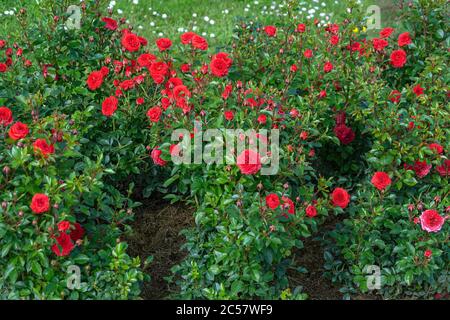 Roses rouges en fleurs au milieu de l'été Banque D'Images