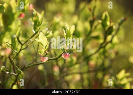 Fleurs de mûres de lingonyre rétroéclairées par la lumière du soleil, printemps sur le sol de la forêt, arrière-plan flou, espace de copie Banque D'Images