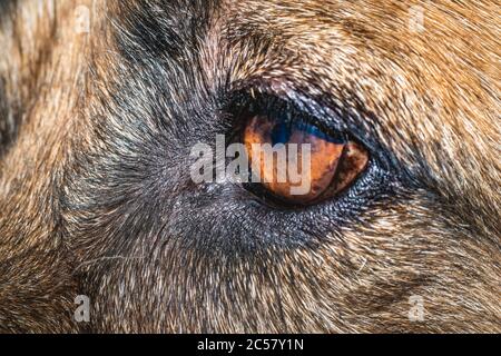 Gros plan de chiens de berger allemands bruns et noirs, œil et visage Banque D'Images
