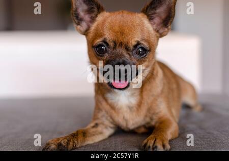 Attention sélective sur la langue d'un chihuahua heureux couché sur un canapé gris. Arrière-plan flou. Banque D'Images