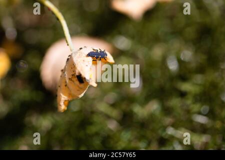 Ladybird, chenille de coccinelle se nourrissant des pucerons qui se nourrissent de la plante de nasturtium qui a rendu la plante brune et morte. Banque D'Images