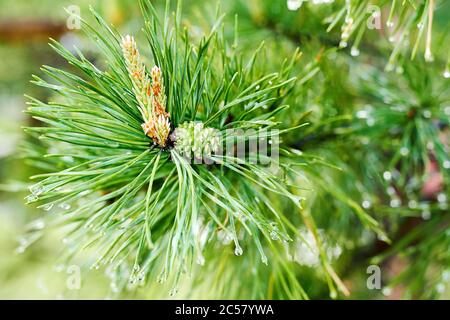 Nouvelle croissance de petit cône de sapin sur la branche d'arbre verte avec beaucoup d'aiguilles. Arrière-plans et textures sauvages Banque D'Images