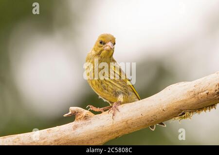 Greenfinch, Chloris Chloris, petit oiseau, juvénile, perché sur une branche dans un jardin britannique, été 2020 Banque D'Images