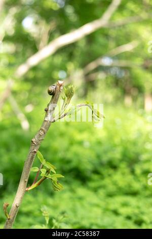 Escargot sur une branche d'arbre dans la forêt Banque D'Images