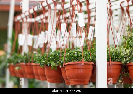 Pots de fleurs suspendus en pépinière dans le magasin de jardin, serre/ Banque D'Images