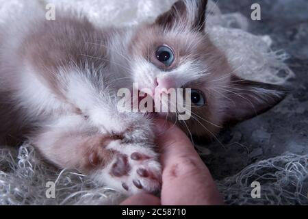 Petit chaton ludique. Un animal mignon et moelleux, un favori de la famille. Le chaton repose sur un foulard doux et démouleux. Banque D'Images