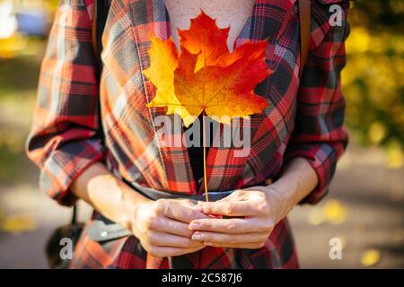 Femme dans un manteau de plaid tient une feuille d'érable rouge dans ses mains dans le soleil d'automne, en gros plan.femme tenant la feuille d'érable de couleur rouge tombé. Ambiance automnale Banque D'Images