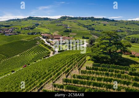 Vue aérienne du cèdre du liban sur la colline de Monfalletto, ville de la Morra. La Morra, région viticole de Barolo, Langhe, Piémont, Italie, Europe. Banque D'Images