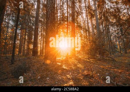 Magnifique coucher de soleil lever du soleil soleil soleil soleil dans la forêt de conifères d'automne. La lumière du soleil fait des rayons du soleil à travers les bois dans le paysage de la forêt d'automne Banque D'Images