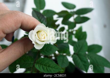 Rose miniature blanche bourgeon et feuillage, rose dans une main. Gros plan sur la rose Banque D'Images