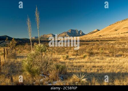 Les plantes de Sotol dans les prairies avec Sawtooth Mountain couvertes de neige en hiver dans les montagnes Davis, Texas, États-Unis Banque D'Images