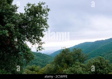 Magnifique paysage de grands arbres avec des collines verdoyantes en arrière-plan, un jour sombre Banque D'Images