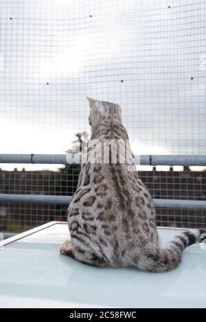 vue arrière d'un chat bengale curieux assis sur une table à l'extérieur sur le balcon devant le filet de sécurité pour chat regardant vers le bas Banque D'Images