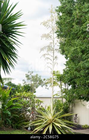 Chanvre mauricien varié, Furcraea foetida variegata, avec pointe de fleur et de nombreux petits plantules / petits chiots dans le jardin tropical résidentiel Banque D'Images