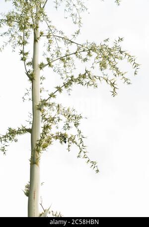 Chanvre mauricien varié, Furcraea foetida variegata, avec des centaines de petits/plantules sur le pic de fleurs Banque D'Images