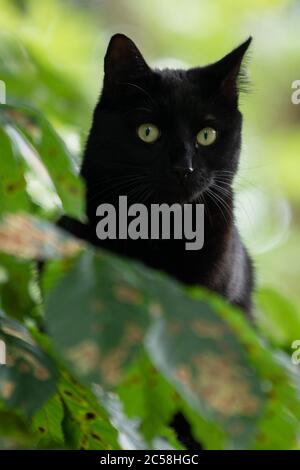 Gros plan de chat noir avec les yeux verts se cachant derrière les feuilles d'un châtaignier Banque D'Images
