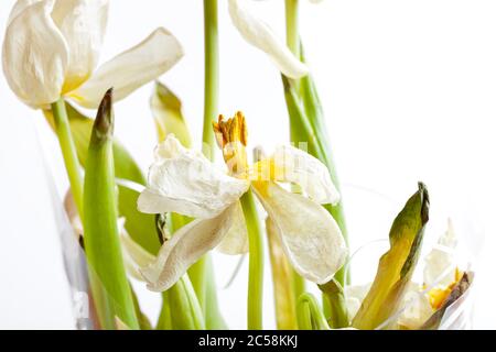 bourgeons d'une tulipe flétristée, un bouquet de fleurs séchées gâtées, gros plan sur un fond blanc. Banque D'Images