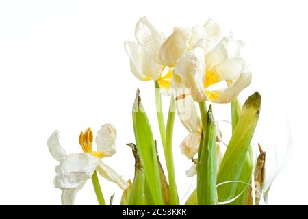 bourgeons d'une tulipe flétrissure, bouquet de fleurs en fondu gros plan maquette sur fond blanc. Banque D'Images