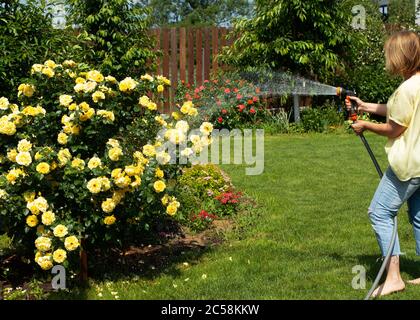 Une femme abreuvoir un grand Bush de roses jaunes dans le jardin. Vaporise de l'eau sur un tuyau. Le jardin est rempli de lumière du soleil. Banque D'Images