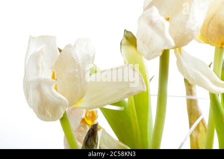 bourgeons d'une tulipe flétrissure, bouquet de fleurs en fondu gros plan sur fond blanc. Banque D'Images
