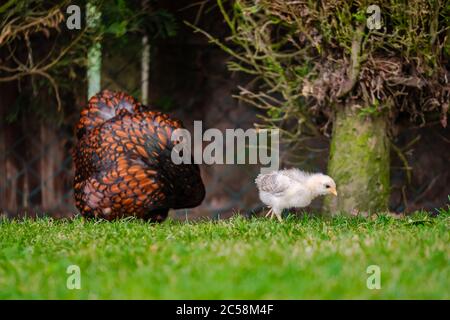 Vue de fond peu profonde des parents de poussins nouvellement éclos à la recherche de nourriture dans un jardin bien entretenu. Banque D'Images