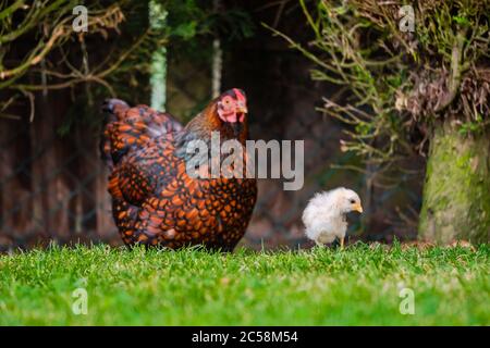 Vue de fond peu profonde des parents de poussins nouvellement éclos à la recherche de nourriture dans un jardin bien entretenu. Banque D'Images