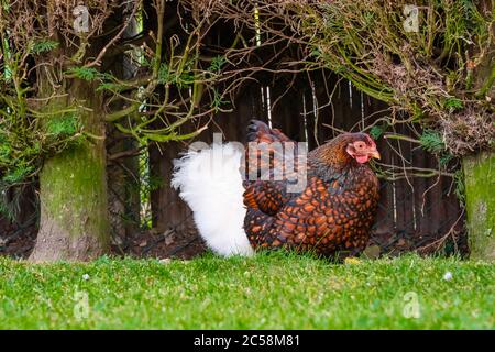 Vue de fond peu profonde des parents de poussins nouvellement éclos à la recherche de nourriture dans un jardin bien entretenu. Banque D'Images