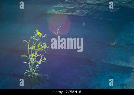 la fleur jaune pousse de l'asphalte, illuminée par un sunbeam. Concept visuel de la lutte pour la vie. Nombre illimité de trames Banque D'Images