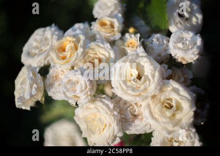 texture rose blanche, en plein soleil, sur fond vert naturel. vue d'en haut. Rose rouge fleur naturelle, rose corail dynamique. Texture florale Banque D'Images