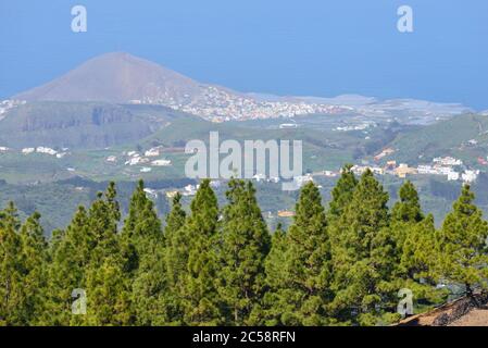 PIN sur la crête de la caldera de los Pinos contre le paysage rural. Gran Canaria, Espagne Banque D'Images