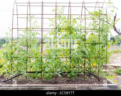 Variétés mixtes de petites tomates, dont le raisin, la cerise et le rom, croissant sur treillis de filet dans le jardin Banque D'Images