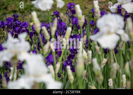 Fleurs de l'iris bleu (iridaceae) avec fleurs de l'iris blanc au premier plan flou Banque D'Images