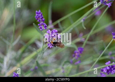 Gros plan d'une abeille bourdonneuse sur une lavande en fleur Banque D'Images