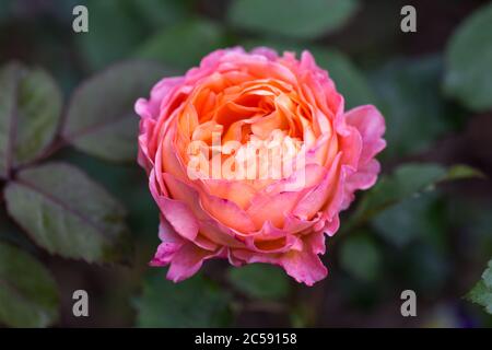 Une rose anglaise orangée et florissante dans le jardin par temps ensoleillé. Rose Lady Emma Hamilton Banque D'Images