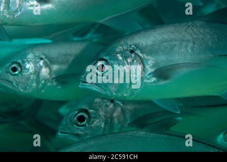 École de Bigeye Trevally, Caranx sexfasciatus, site de plongée de la grotte des tortues, île de Sipadan, Sabah, Malaisie, Mer des Célébes Banque D'Images