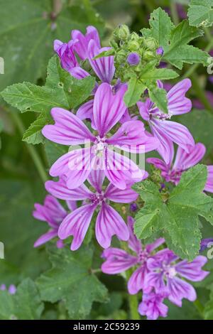 Malva sylvestris . Banque D'Images