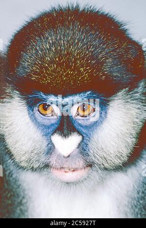 Guenon femelle de Schmidt ou de queue rouge (Cercopithecus ascanius schmidti) d'Afrique centrale. Banque D'Images