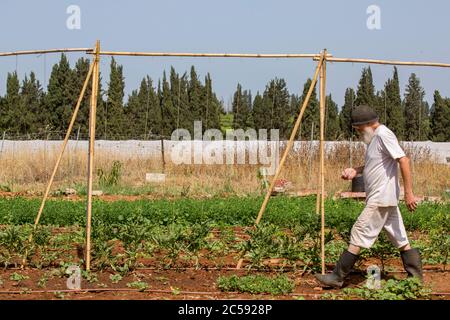 Culture végétale photographiée à Haniel [un moshav dans le centre d'Israël. Situé dans la plaine de Sharon près de Netanya et Kfar Yona], Israël Banque D'Images
