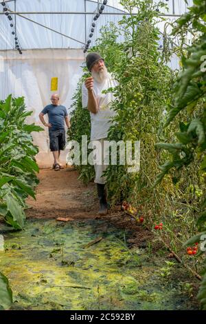 Culture végétale photographiée à Haniel [un moshav dans le centre d'Israël. Situé dans la plaine de Sharon près de Netanya et Kfar Yona], Israël Banque D'Images
