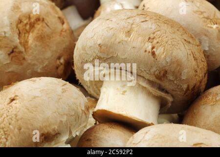 fond d'un bouquet de champignons frais Banque D'Images