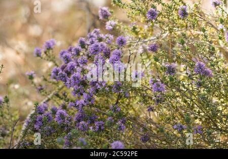 Thyme sauvage en fleurs dans le champ méditerranéen, Espagne. Banque D'Images