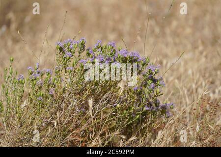 Thyme sauvage en fleurs dans le champ méditerranéen, Espagne. Banque D'Images