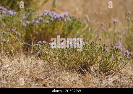 Thyme sauvage en fleurs dans le champ méditerranéen, Espagne. Banque D'Images