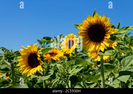 Tournesols sur un champ près d'Eppingen dans le Kroichgau, district de Heilbronn, Bade-Wurtemberg, Allemagne Banque D'Images