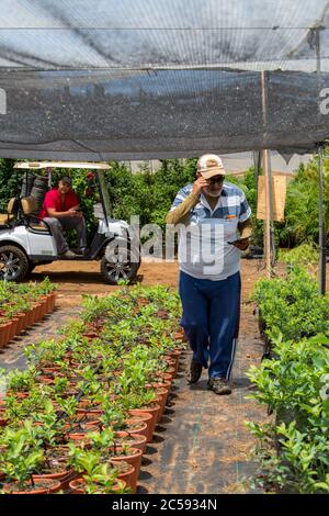 Culture végétale photographiée à Haniel [un moshav dans le centre d'Israël. Situé dans la plaine de Sharon près de Netanya et Kfar Yona], Israël Banque D'Images
