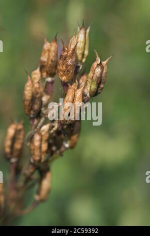 Plantation biologique dans le champ. Les plantes sont cultivées à partir de graines. Delphinium, rapaseeds séchés. Concept d'agriculture de Delphinium. Banque D'Images