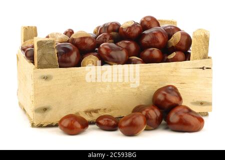 Châtaignes fraîchement tombées (Aesculus hippocastanum) dans une caisse en bois sur fond blanc Banque D'Images